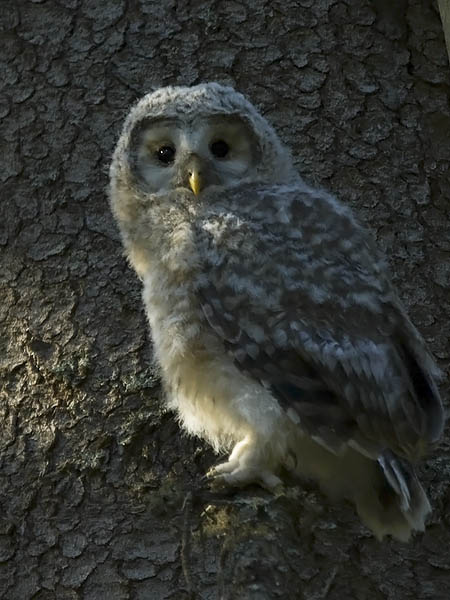 Viirupöllö, Ural Owl, Strix uralensis